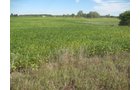 Property photo 51 - 110+/- Acres offered in 4 Tillable Tracts
